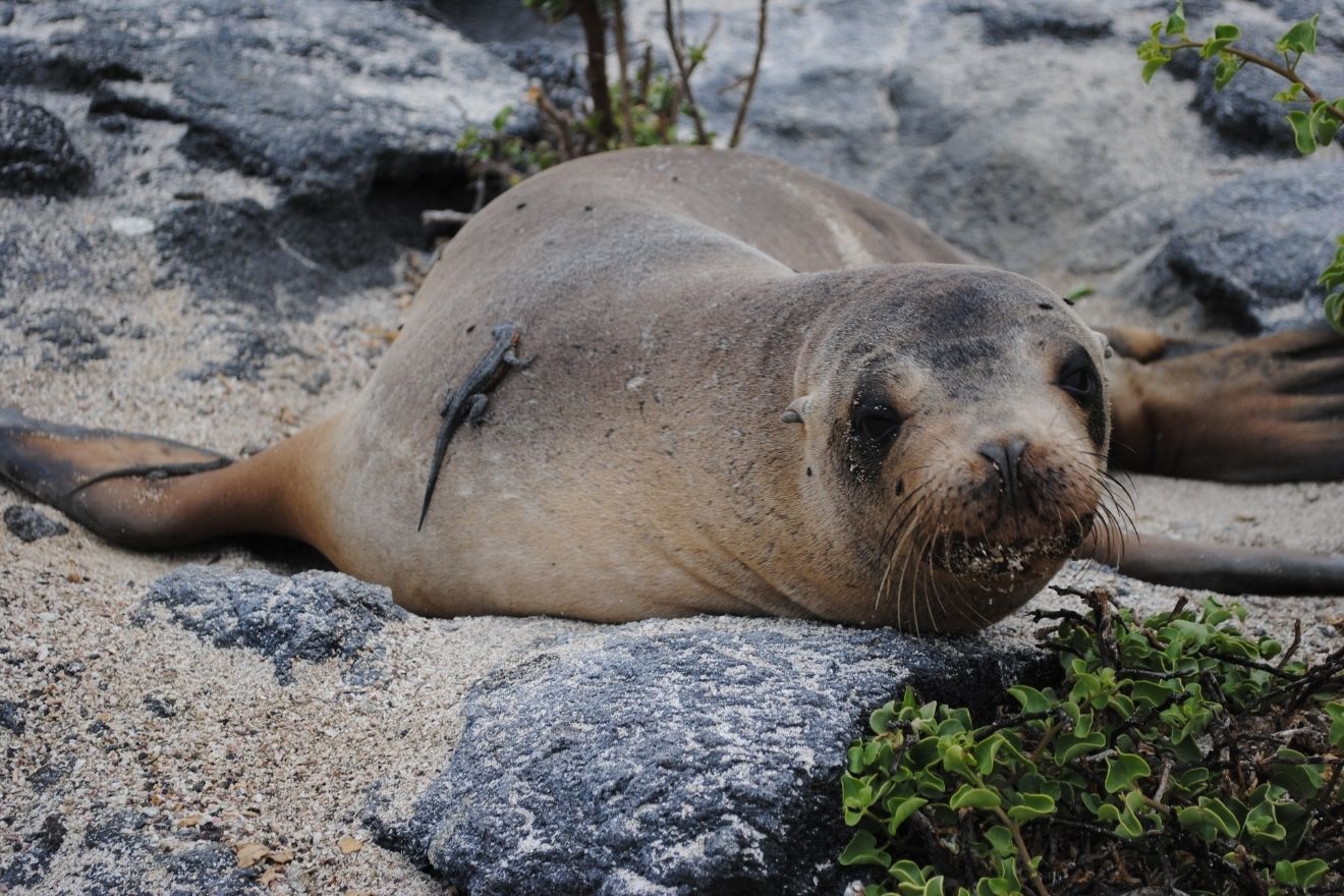This sea lion has some friends - lava lizards - hanging out. The lava lizards will eat insects, which the sea lions find to be less annoying than the flies buzzing around them.